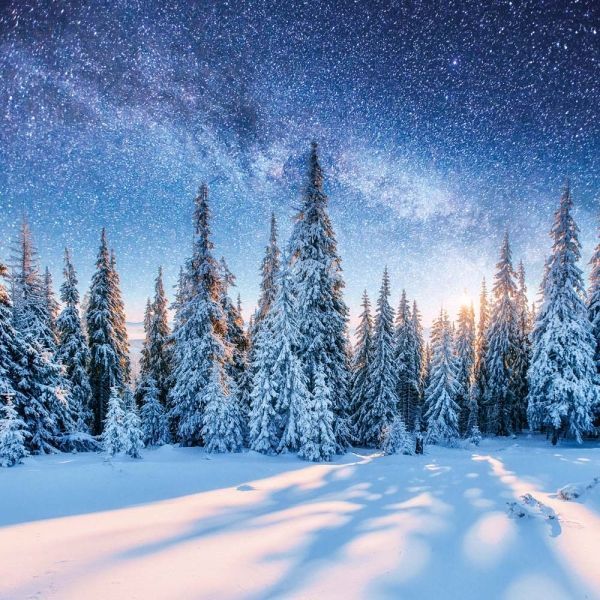 Deep Forest Calender 2026 9783959295260 фото