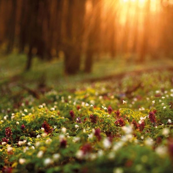 Deep Forest Calender 2026 9783959295260 фото
