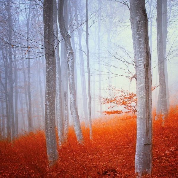 Deep Forest Calender 2026 9783959295260 фото