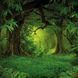 Deep Forest Calender 2026 9783959295260 фото 7