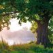 Deep Forest Calender 2026 9783959295260 фото 9