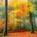 Deep Forest Calender 2026 9783959295260 фото 11