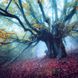 Deep Forest Calender 2026 9783959295260 фото 3