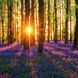 Deep Forest Calender 2026 9783959295260 фото 5