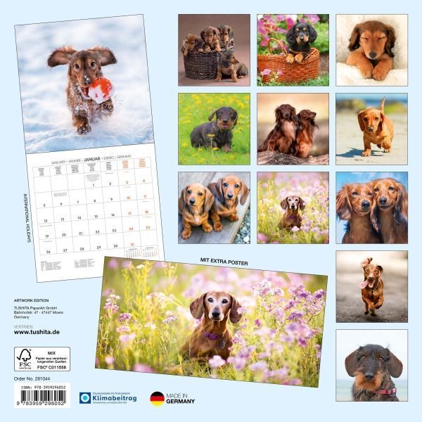 Dackel Kalender 2026 9783959296052 фото